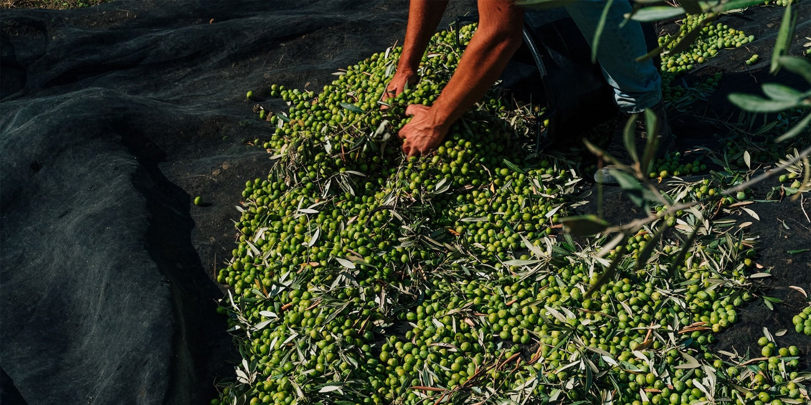 PLANETA – ORGANIC EXTRA VIRGIN OLIVE OIL SICILY I.G.P. เอ็กซ์ตร้า เวอร์จิ้น โอลีฟ ออยล์ (น้ำมันมะกอกธรรมชาติ) - FERRARI THAILAND