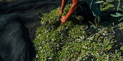 PLANETA – ORGANIC EXTRA VIRGIN OLIVE OIL SICILY I.G.P. เอ็กซ์ตร้า เวอร์จิ้น โอลีฟ ออยล์ (น้ำมันมะกอกธรรมชาติ) - FERRARI THAILAND